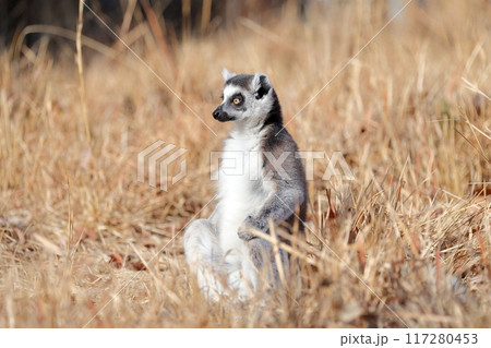 ワオキツネザル）日向ぼっこ、太陽に向かって両手を広げる 117280453