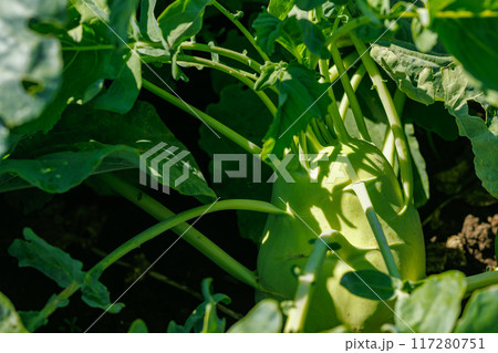 kohlrabi cabbage on a garden bed of an agricultural farm close-up, agribusiness kohlrabi cabbage on a garden bed of an agricultural farm close-up, agribusiness 117280751