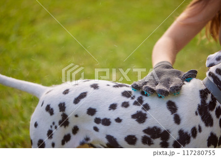 girl combing the hair of a dog Dalmatian in the park, caring for a dog 117280755