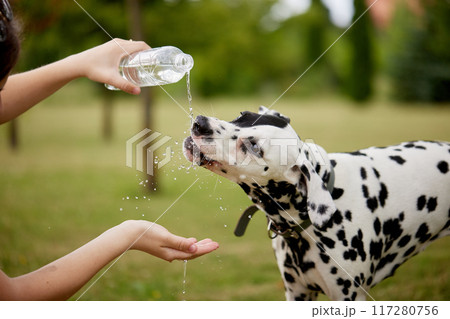 The dog drinks water from a plastic bottle. Pet owner taking care of his dalmatian on a hot day 117280756