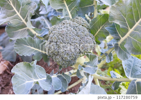 ブロッコリー　畑 117280759