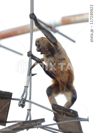 クモザル、ジェフロイクモザル 117280822