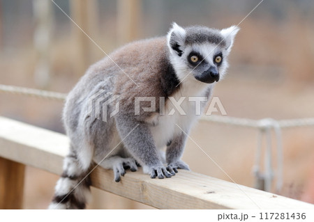 ワオキツネザル） 117281436