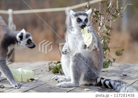 ワオキツネザル）食事中 117281438