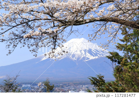 雪をかぶった富士山と桜 117281477
