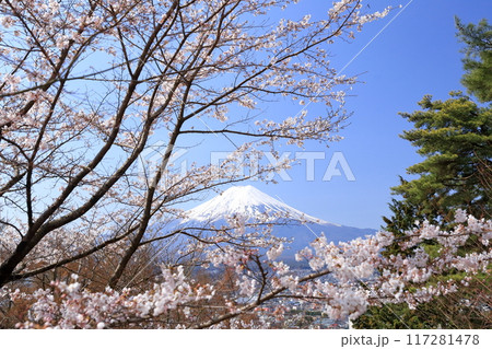 雪をかぶった富士山と桜 117281478