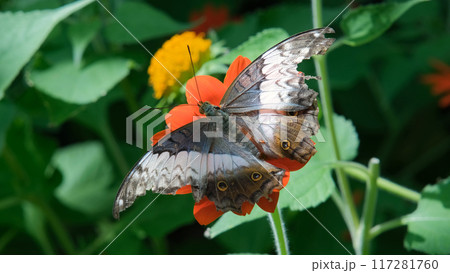 A beautiful Malay Cruiser butterfly rests on a bright orange flower amidst lush green foliage 117281760