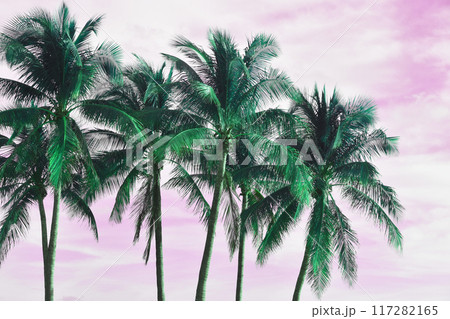 Palm Tree Leaves Against The Pink Sky, Juicy Tropical Background Palm Tree Leaves Against The Pink Sky, Juicy Tropical Background 117282165