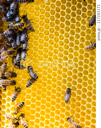 Beautiful honeycomb with bees close-up. A swarm of bees crawls through the combs collecting honey. Beekeeping, wholesome food for health. 117283171