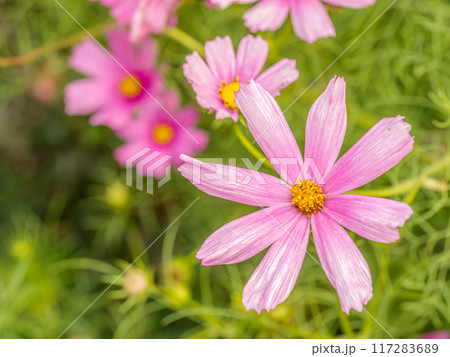 Pink cosmos flowers 117283689