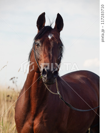 art portrait of beautiful bay sportive stallion posing in field at summer evening. art portrait of beautiful bay sportive stallion posing in field at summer evening. 117283710