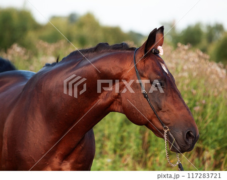 portrait of beautiful  bay sportive stallion posing in summer evening field. close up 117283721