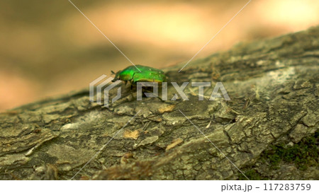 A Shimmering Green Beetle resting on Tree Bark within the Beautiful Wonders of Nature 117283759