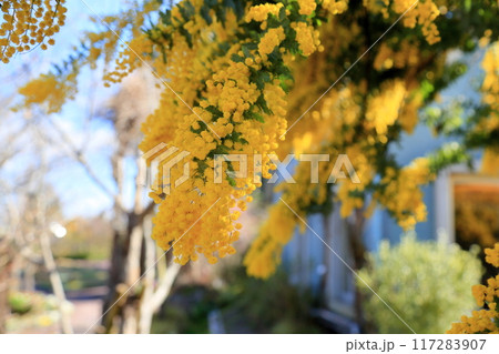 ギンヨウアカシアの花　満開 117283907