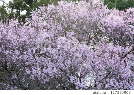 早咲き桜 エドヒガンの花 早咲き桜 エドヒガンの花 117283909