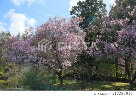 早咲き桜　エドヒガンの花 117283910