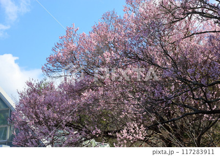早咲き桜 エドヒガンの花 早咲き桜 エドヒガンの花 117283911