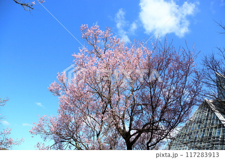 早咲き桜 エドヒガンの花 早咲き桜 エドヒガンの花 117283913