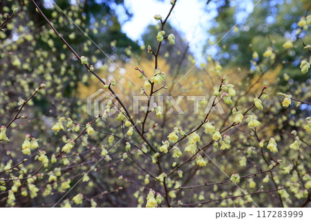 可愛い ヒュウガミズキの花 可愛い ヒュウガミズキの花 117283999
