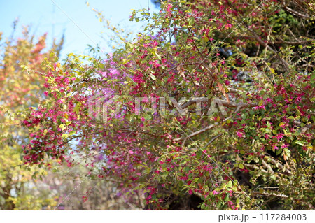 アカバナトキワマンサクの花 アカバナトキワマンサクの花 117284003