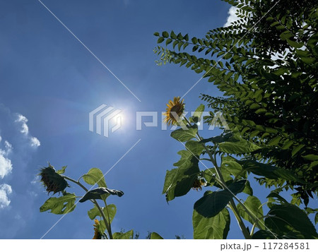 陽射しをたっぷりと浴びるひまわり 陽射しをたっぷりと浴びるひまわり 117284581