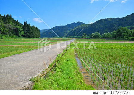越後の長閑な田園風景　清津川沿い　新潟県十日町市 117284782