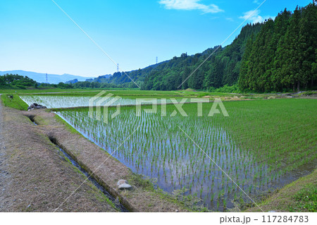 越後の長閑な田園風景　清津川沿い　新潟県十日町市 117284783