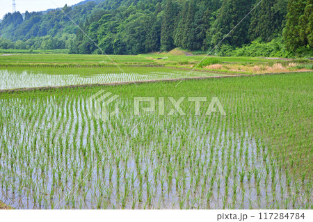 越後の長閑な田園風景 清津川沿い 新潟県十日町市 越後の長閑な田園風景 清津川沿い 新潟県十日町市 117284784