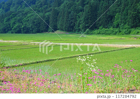 越後の長閑な田園風景　清津川沿い　新潟県十日町市 117284792