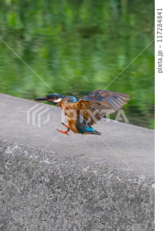 飛び降りるカワセミ 117284841