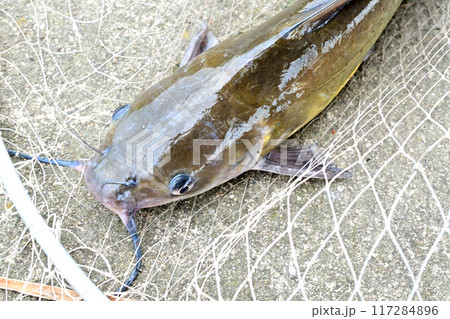 霞ヶ浦で釣れたアメリカナマズ 117284896