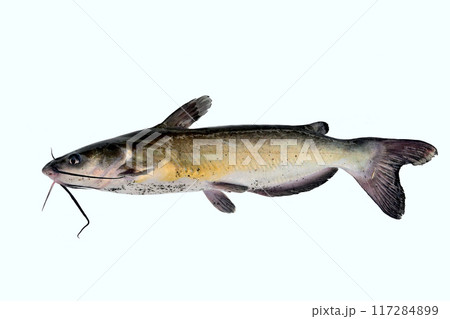 霞ヶ浦で釣れたアメリカナマズ 霞ヶ浦で釣れたアメリカナマズ 117284899