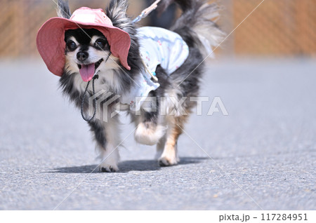 帽子をかぶって散歩する可愛いチワワ　夏の素材 117284951