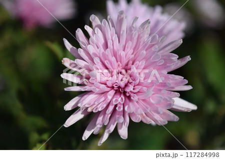 栽培中の食用菊 山形県庄内 117284998