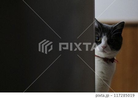 物陰から見る猫 117285019