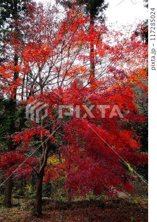 雑木林の真っ赤な紅葉 【相模原市津久井 12月】 雑木林の真っ赤な紅葉 【相模原市津久井 12月】 117285024