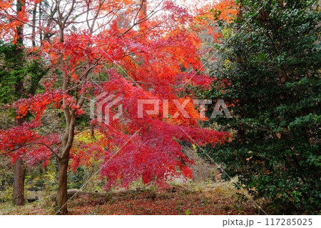 雑木林の真っ赤な紅葉 【相模原市津久井 12月】 雑木林の真っ赤な紅葉 【相模原市津久井 12月】 117285025