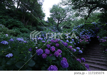 《下田公園》山の中に群生しているアジサイ 117285074