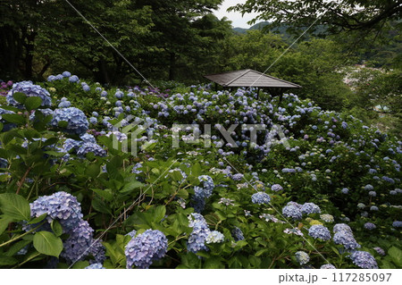 《下田公園》山の中に群生しているアジサイ 《下田公園》山の中に群生しているアジサイ 117285097