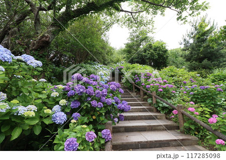 《下田公園》山の中に群生しているアジサイ 117285098