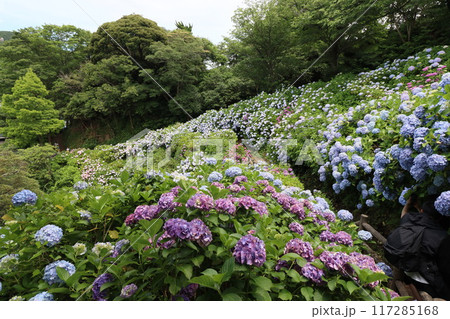 《下田公園》山の中に群生しているアジサイ 117285168