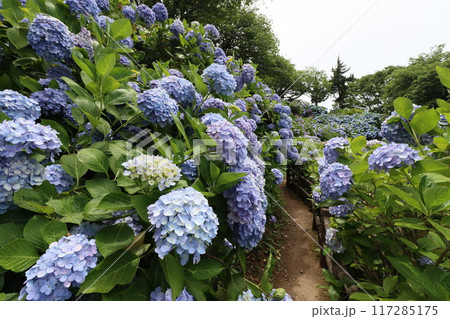 《下田公園》山の中に群生しているアジサイ 117285175