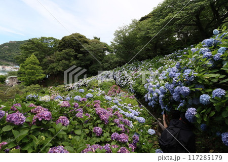 《下田公園》山の中に群生しているアジサイ 《下田公園》山の中に群生しているアジサイ 117285179