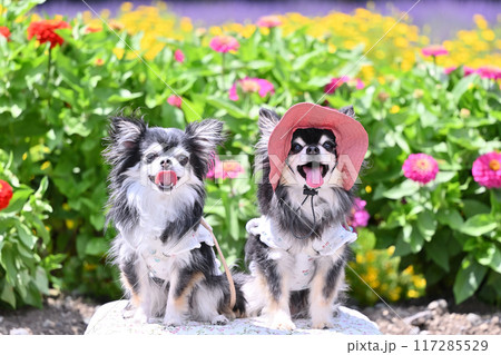 2匹のチワワの夏旅行　（たんばらラベンダーパーク・群馬県・沼田市） 117285529