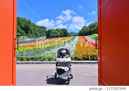 2匹のチワワの夏旅行 かわいいドアでインスタ映え(たんばらラベンダーパーク・群馬県・沼田市) 2匹のチワワの夏旅行 かわいいドアでインスタ映え(たんばらラベンダーパーク・群馬県・沼田市) 117285549