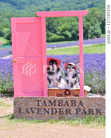 2匹のチワワの夏旅行　かわいいピンクのドアでインスタ映え（たんばらラベンダーパーク・群馬県・沼田市） 117285556