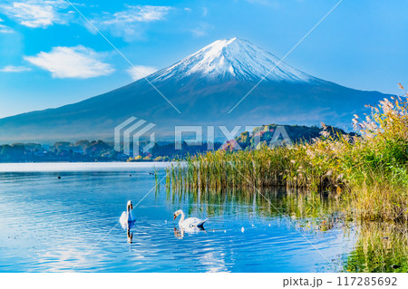 秋の富士山 ハクチョウの泳ぐ河口湖 秋の富士山 ハクチョウの泳ぐ河口湖 117285692