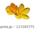 ハワイアンプルメリアの花 117285775