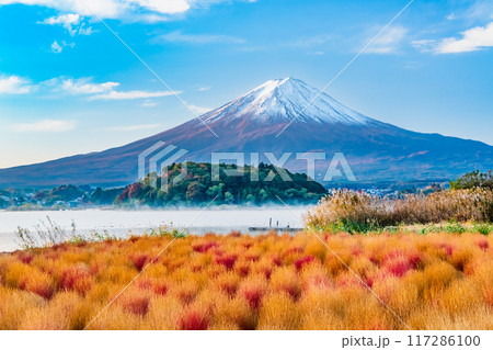 紅葉のコキアと富士山　河口湖大石公園 117286100