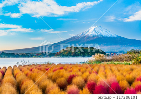 紅葉のコキアと富士山　河口湖大石公園 117286101